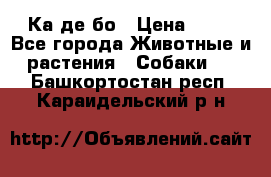 Ка де бо › Цена ­ 25 - Все города Животные и растения » Собаки   . Башкортостан респ.,Караидельский р-н